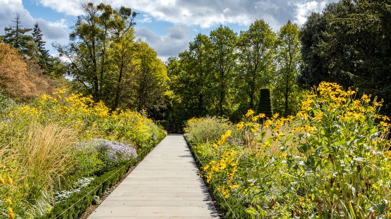 Long pathway with abundant tall yellow flowers on either side and trees in the distance